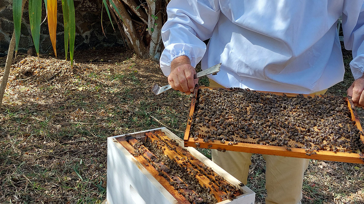 Journée mondiale des abeilles : Sunlife introduit sa nouvelle mascotte IZZY l’abeille pour son programme de développement durable
